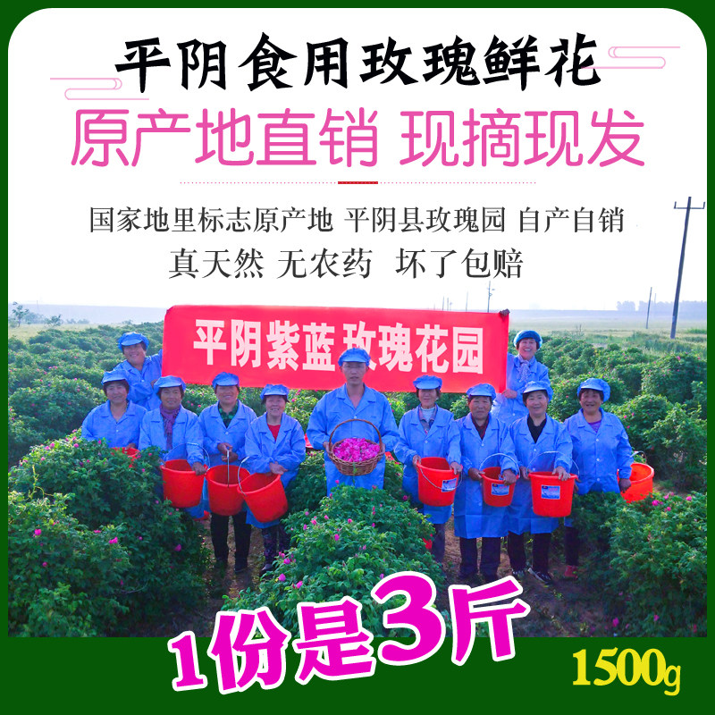 3斤新鲜食用平阴玫瑰鲜花花蕾花骨朵做纯露酵素酱花苞花朵花瓣重