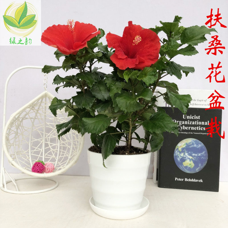 扶桑花盆栽大红花朱槿牡丹阳台庭院四季开花绿植易养耐晒大花包邮