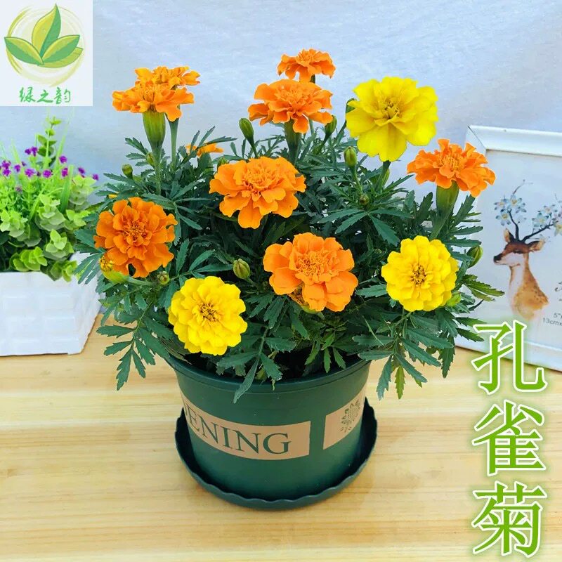 万寿菊盆栽带花苞孔雀菊花雏菊好养耐寒多年生阳台庭院四季开花