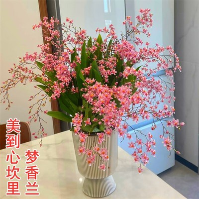 【比香水还好闻】梦香兰盆栽带花苞浓香型年宵花净化空气室内好养