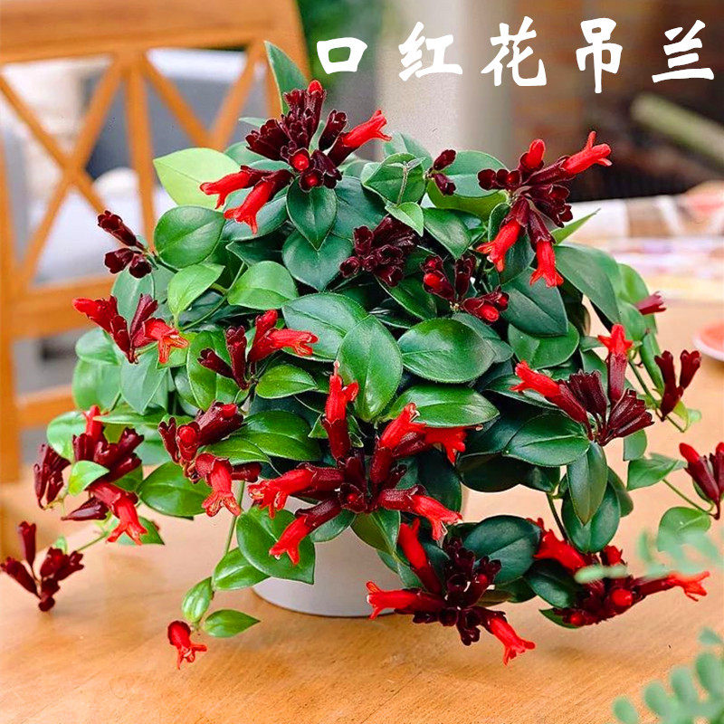 常春藤金边吊兰吸甲醛观花植物