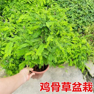 鸡骨草苗盆栽可食用药用祛湿泡茶中草药绿植阳台庭院好养易活耐热