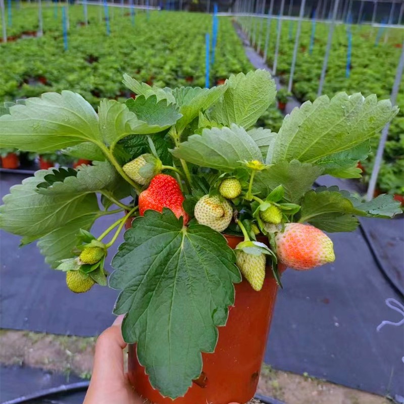 奶油草莓阳台庭院好吃可食用好养