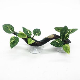 鱼缸造景生态全套沉木水草大叶水榕水培植物阴性真草大缸榕树装饰