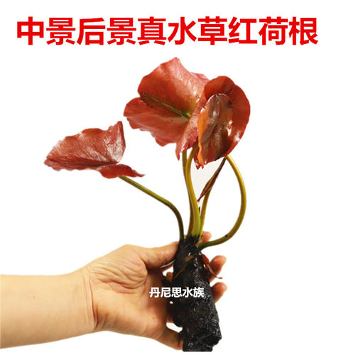 中景水草价格 中景水草图片 星期三