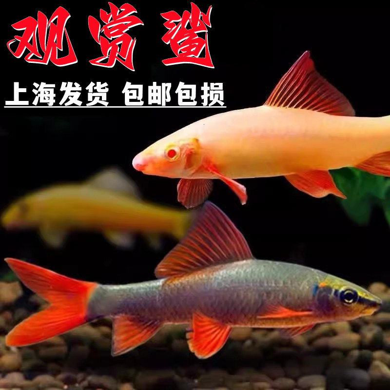 粉红鲨彩虹鲨蓝鲨银鲨观赏鲨除藻