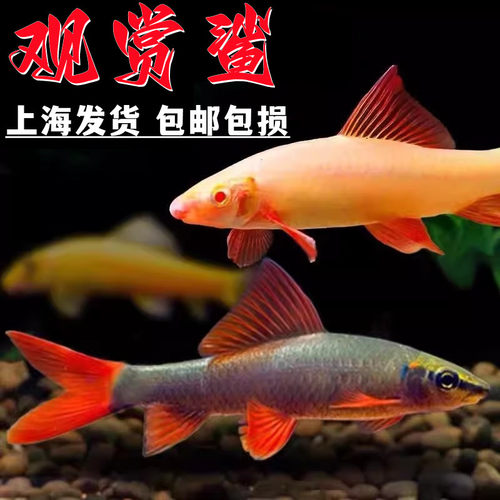 粉红鲨彩虹鲨蓝鲨银鲨观赏鲨除藻