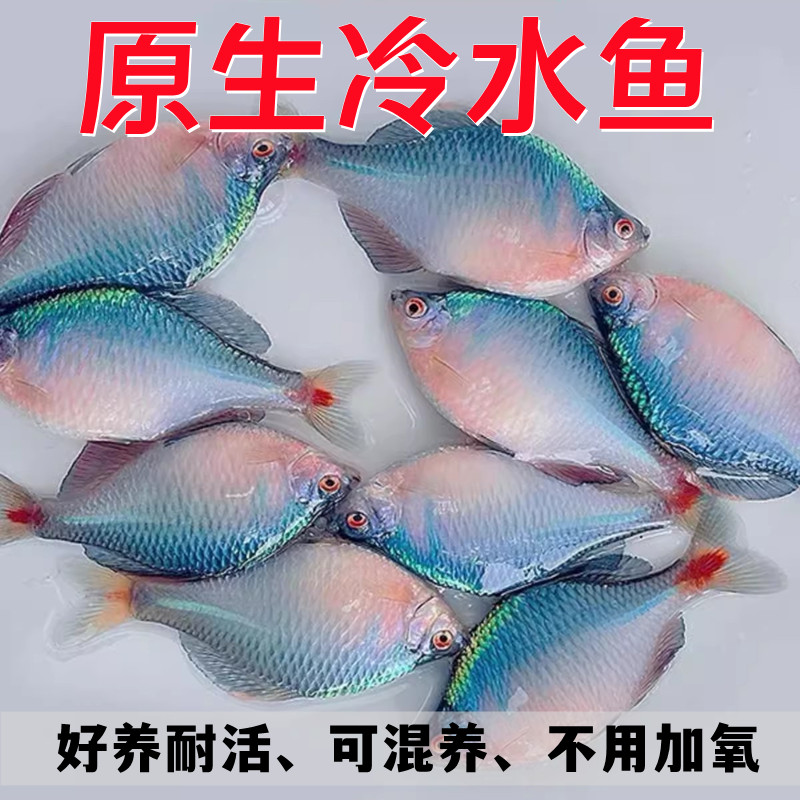 鳑鲏鱼冷水鱼高体黄石台越南鱊