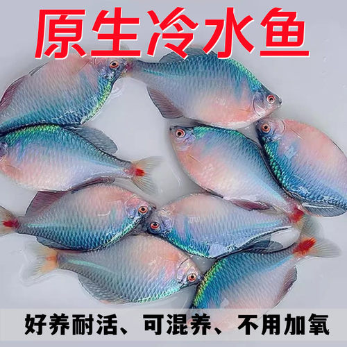 鳑鲏鱼冷水鱼高体黄石台越南鱊