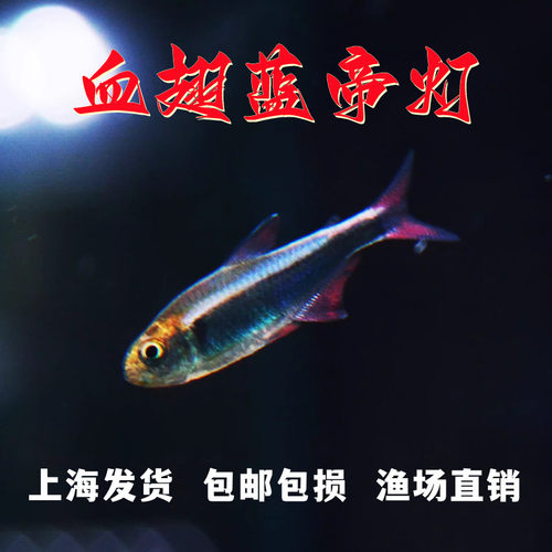 血翅蓝帝灯南美国王灯热带淡水鱼