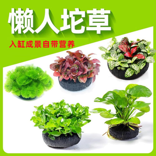 鱼缸活体水草懒人坨草新手真草