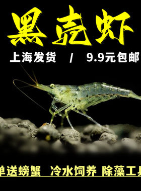 黑壳虾除藻虾观赏清洁虾工具虾
