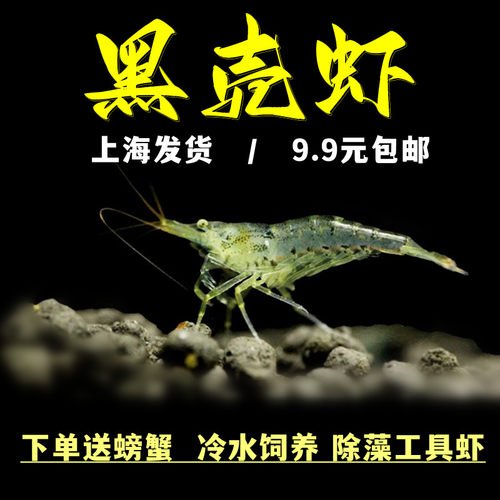 黑壳虾除藻虾观赏清洁虾工具虾