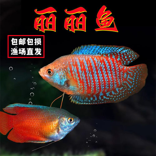 血丽丽鱼五彩丽丽热带淡水鱼活体