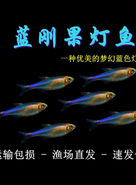 蓝刚果灯鱼小型热带鱼蓝色灯鱼群游鱼七彩闪光蓝线灯科淡水草缸鱼