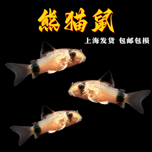 熊猫鼠鱼长尾熊猫鼠鱼清道夫活体