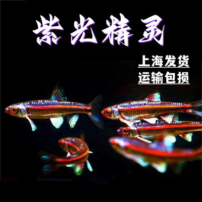紫光精灵鱼淡水鱼小型耐寒原生鱼