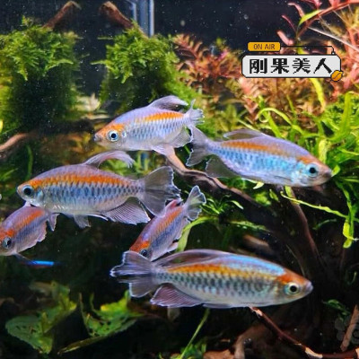 刚果美人鱼热带淡水鱼群游鱼活体