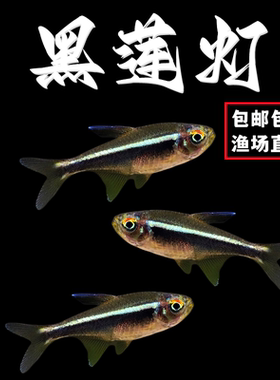 黑莲灯鱼黑灯管小型观赏鱼草缸黑灯活体淡水群游黑莲灯鱼霓虹灯鱼