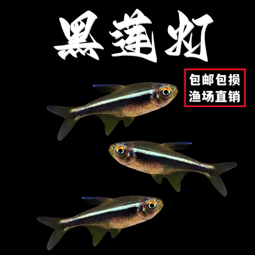 黑莲灯鱼热带鱼小型观赏鱼群游鱼