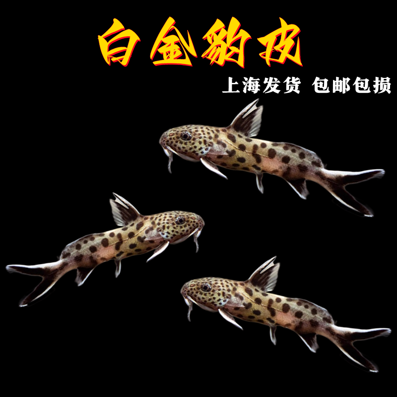 白金豹皮鱼热带淡水鱼底栖活体鱼
