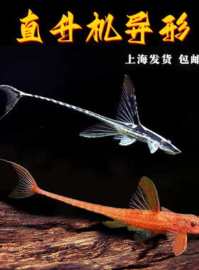 皇冠直升机清道夫清洁鱼异型鱼
