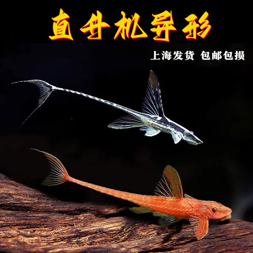 皇冠直升机清道夫清洁鱼异型鱼