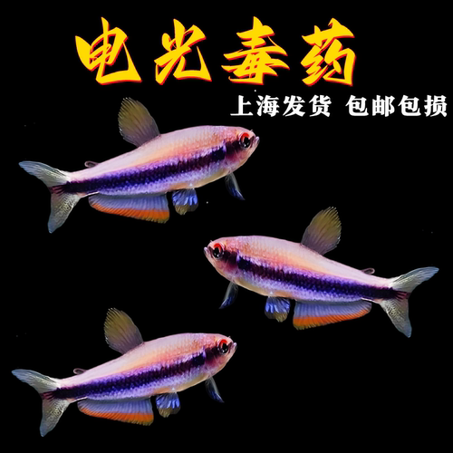 电光毒药南美热带鱼超级毒药灯鱼