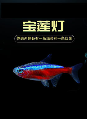 巴西红莲灯淡水包邮热带观赏鱼