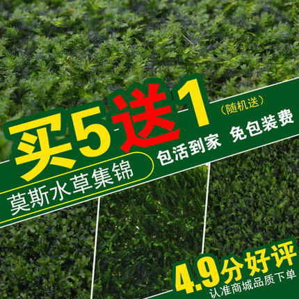 鱼缸沉木造景散装莫斯鹿角苔火焰垂泪松茸怪厥三角懒人水草草坪