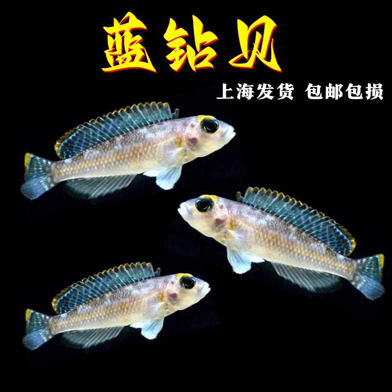 蓝钻贝鱼坦鲷卷贝斑马贝鱼淡水鱼小型热带鱼观赏鱼草缸群游活体鱼