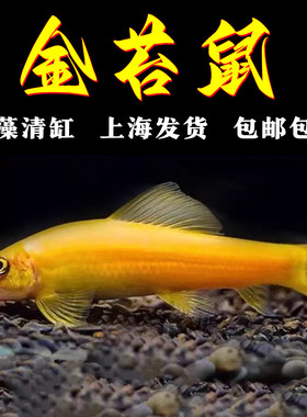 金苔鼠观赏鱼清道夫淡水好养除藻工具鱼鱼缸清洁工热带鱼清洁粪便