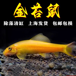 金苔鼠观赏鱼清道夫淡水好养除藻工具鱼鱼缸清洁工热带鱼清洁粪便