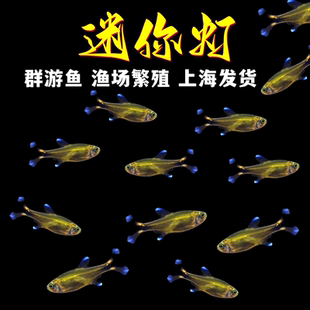 迷你灯鱼满天星热带观赏小型红绿灯草缸群游灯科鱼活体 观赏鱼 包邮