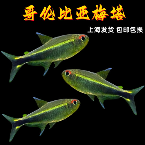 哥伦比亚梅塔灯鱼小型鱼南美灯鱼