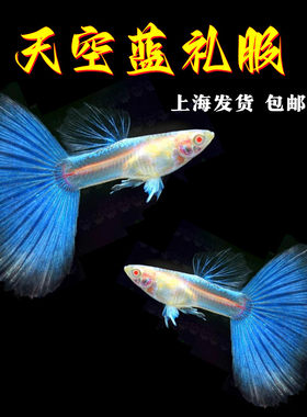 天空蓝白孔雀鱼临产怀孕母鱼淡水