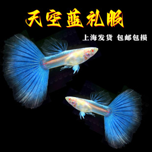 天空蓝白孔雀鱼热带观赏鱼活体临产怀孕母鱼凤尾鱼淡水耐活小型鱼