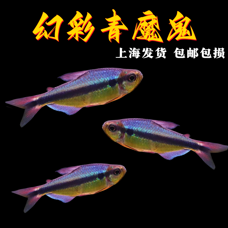 幻彩青魔鬼灯鱼观赏鱼皇室青魔鬼高端草缸小型鱼靛蓝魔鬼灯淡水鱼