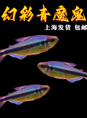 幻彩青魔鬼灯鱼观赏鱼皇室青魔鬼高端草缸小型鱼靛蓝魔鬼灯淡水鱼