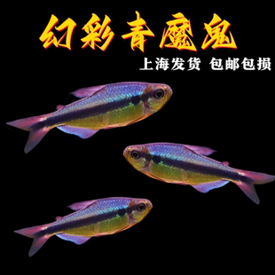 幻彩青魔鬼灯鱼观赏鱼皇室青魔鬼高端草缸小型鱼靛蓝魔鬼灯淡水鱼