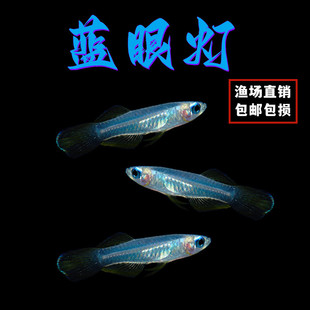 蓝眼睛鱼小型热带鱼蓝眼灯鱼幽灵灯鱼草缸青群游鱼观赏鱼