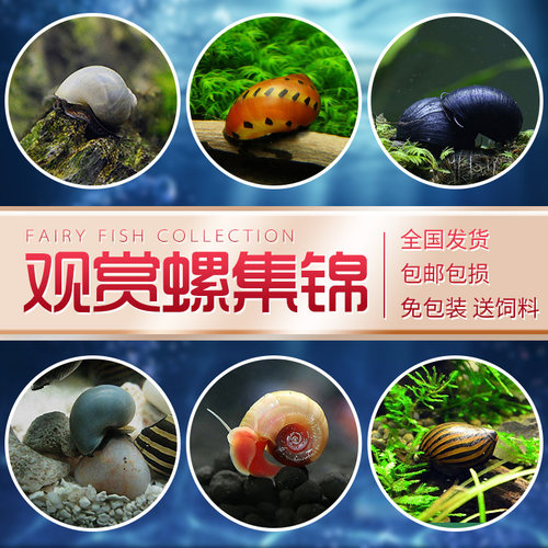 黄金螺斑马苹果洋葱黑金刚清洁螺