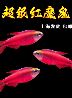 超级红魔鬼灯鱼超级黄魔鬼灯鱼