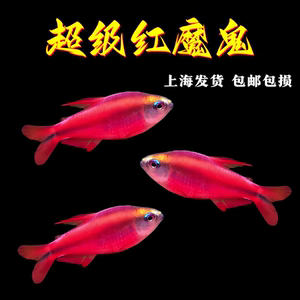 超级红魔鬼灯鱼超级黄魔鬼灯鱼