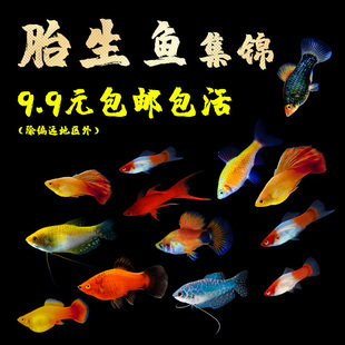 玛丽鱼皮球鱼红箭红玛丽米奇牡丹除油膜鱼胎生鱼热带鱼活体鱼包邮