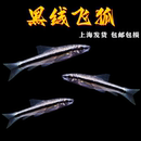 一线飞狐黑线小猴飞狐活体热带观赏淡水工具垃圾鱼除藻黑毛丝毛藻