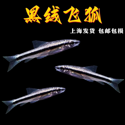 黑线飞狐热带淡水一线飞狐除藻鱼