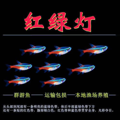 红绿灯鱼宝莲灯鱼热带鱼淡水鱼
