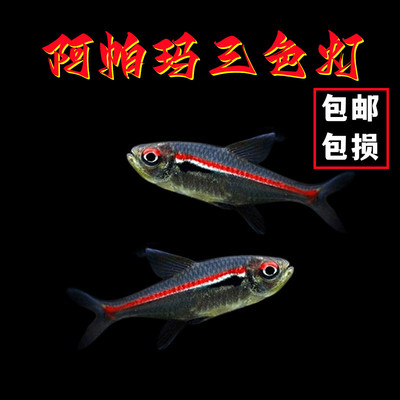 阿帕玛三色灯鱼南美高端灯鱼活体