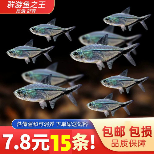 黑尾大勾黑尾扯旗灯科鱼群游淡水